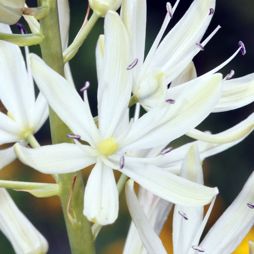 Camassia leichtlinii Alba (Fioritura)