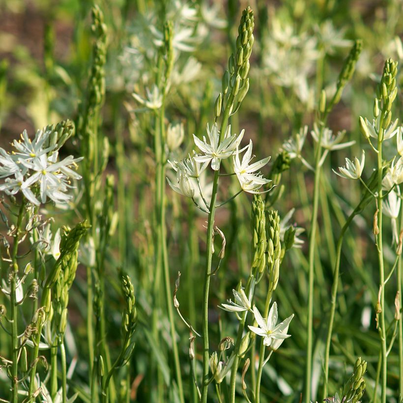 Camassia leichtlinii Alba (Porto)