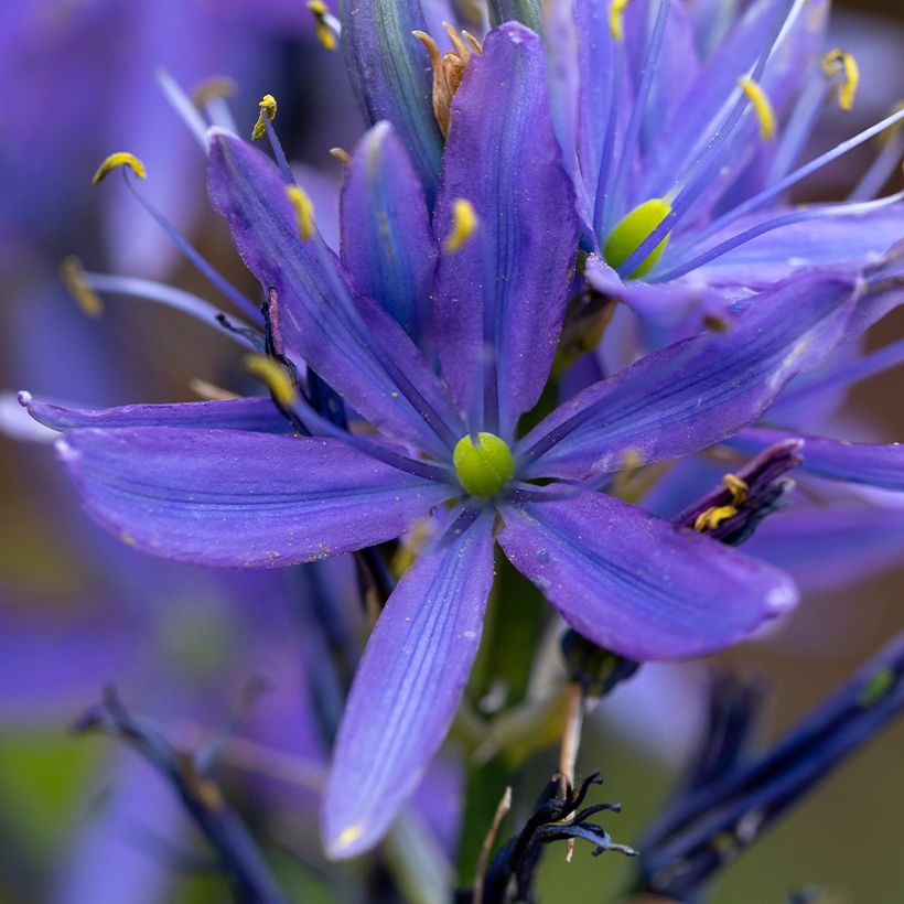 Camassia leichtlinii subsp. suksdorfii Caerulea (Fioritura)