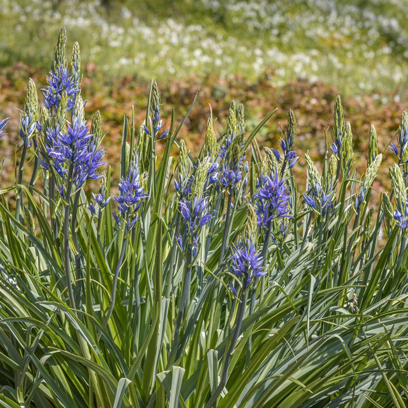 Camassia leichtlinii subsp. suksdorfii Caerulea (Porto)