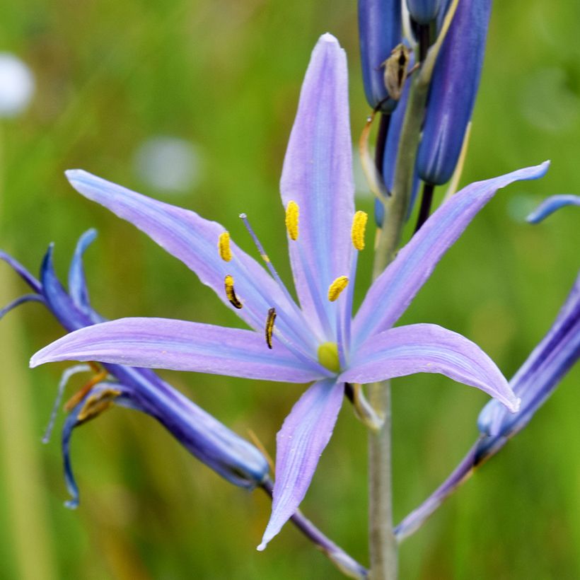 Camassia quamash Blue Melody - Quamash (Fioritura)