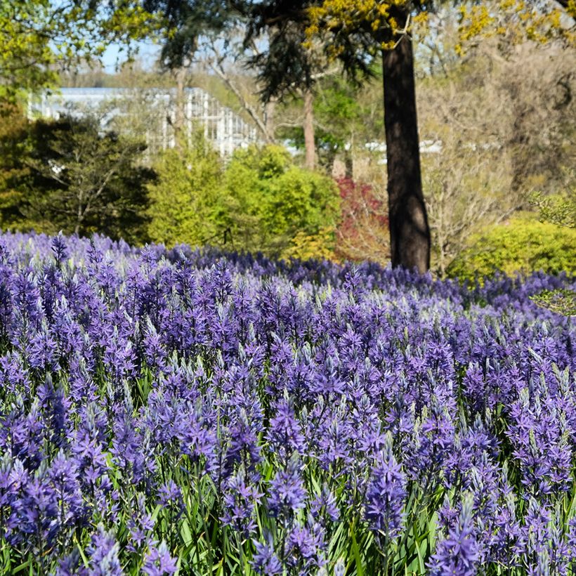 Camassia quamash Blue Melody - Quamash (Porto)