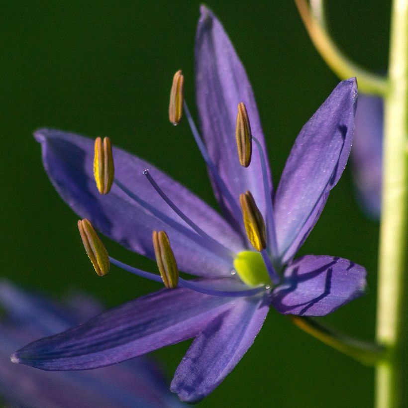 Camassia quamash - Quamash (Fioritura)