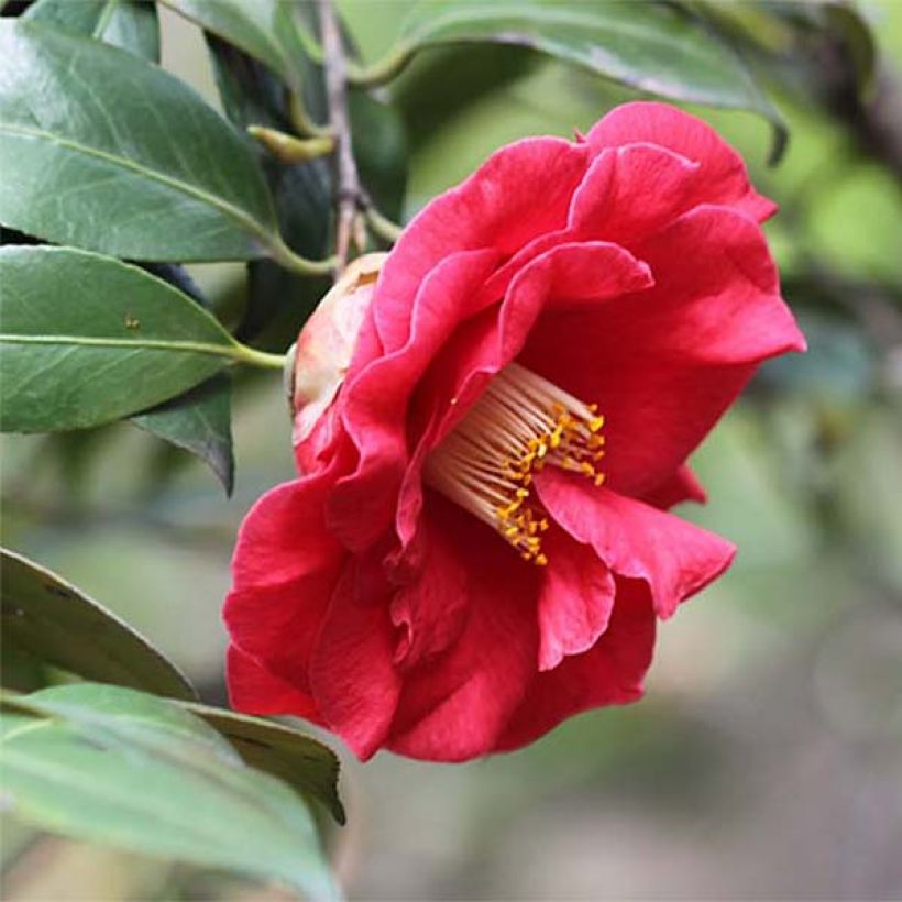 Camellia japonica Adolphe Audusson (Fioritura)