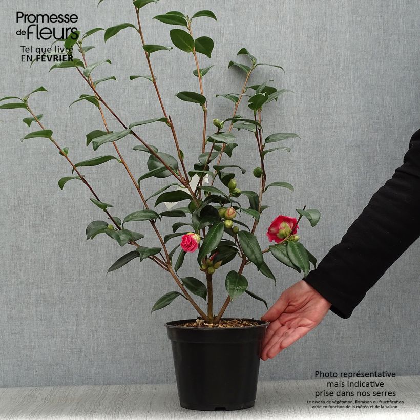 Camélia Adolphe Audusson - Camellia japonica Pot de 4L/5L esemplare consegnato in inverno