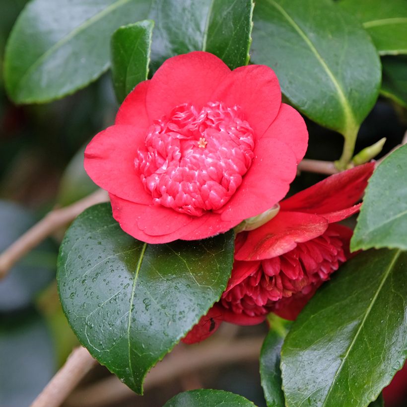 Camellia japonica Bob's Tinsie (Fioritura)