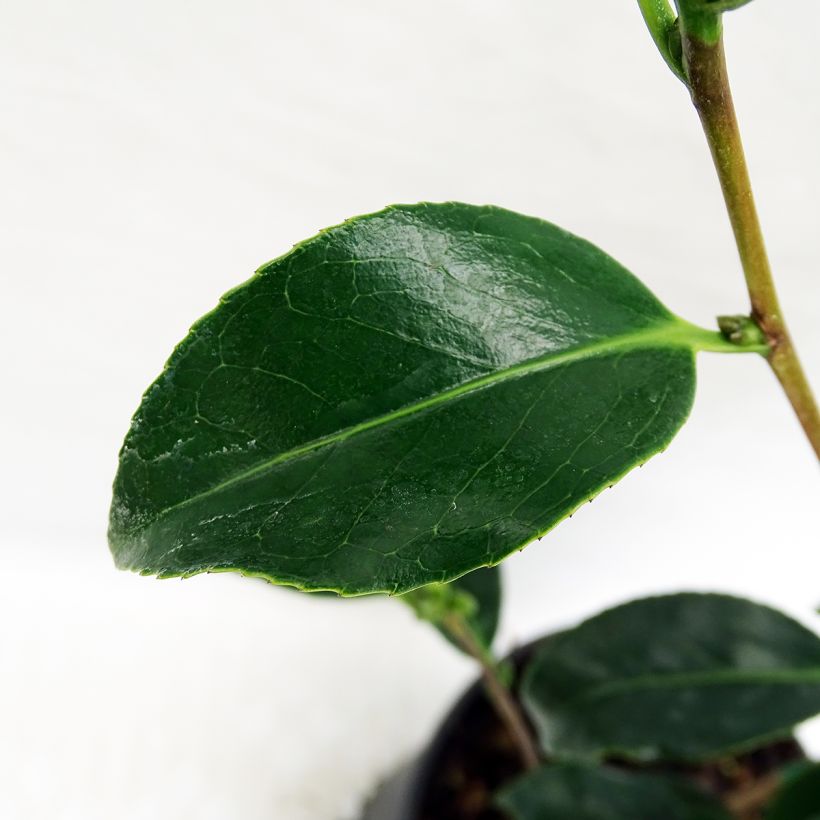 Camellia japonica Bokuhan (Fogliame)