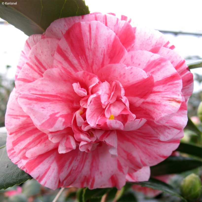 Camellia japonica Comte de Gomer (Fioritura)