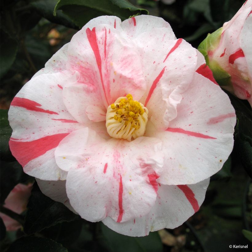 Camellia japonica Dainty California (Fioritura)