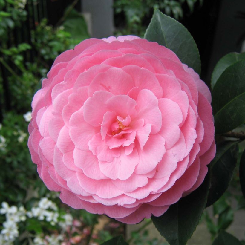 Camellia williamsii EG Waterhouse (Fioritura)