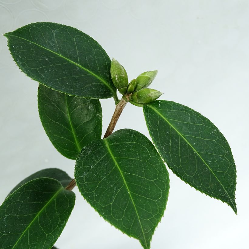 Camellia williamsii EG Waterhouse (Fogliame)