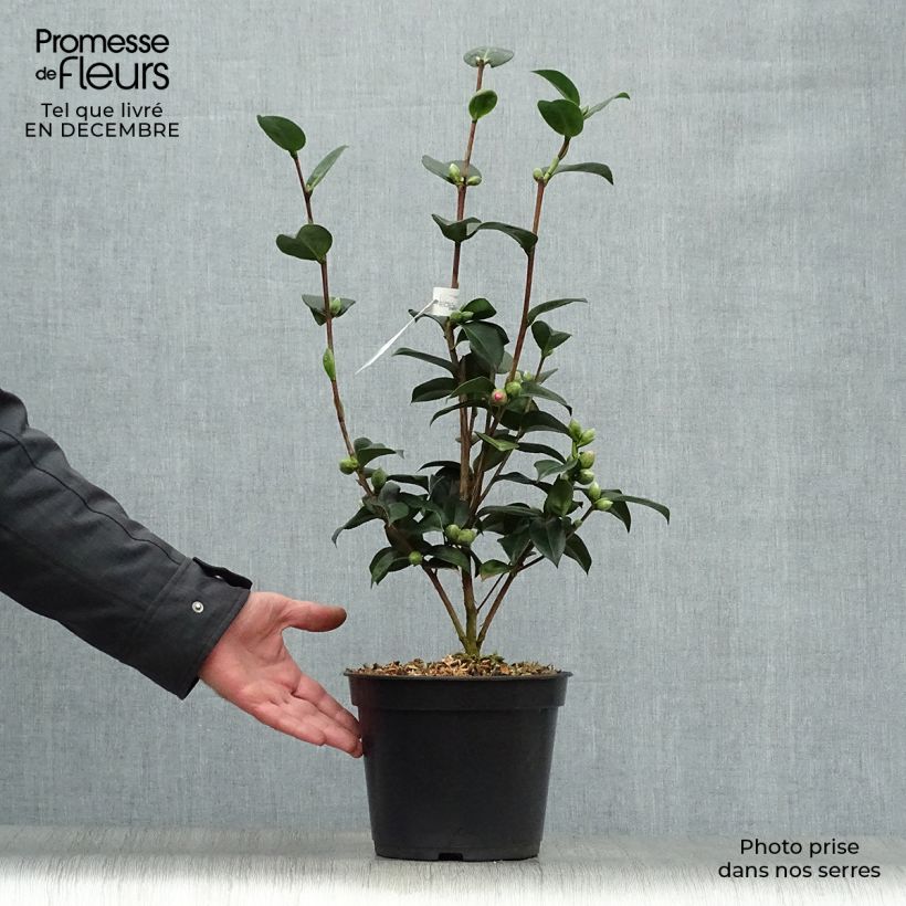 Camélia EG Waterhouse - Camellia (x) williamsii  Pot de 4L/5L esemplare consegnato in inverno