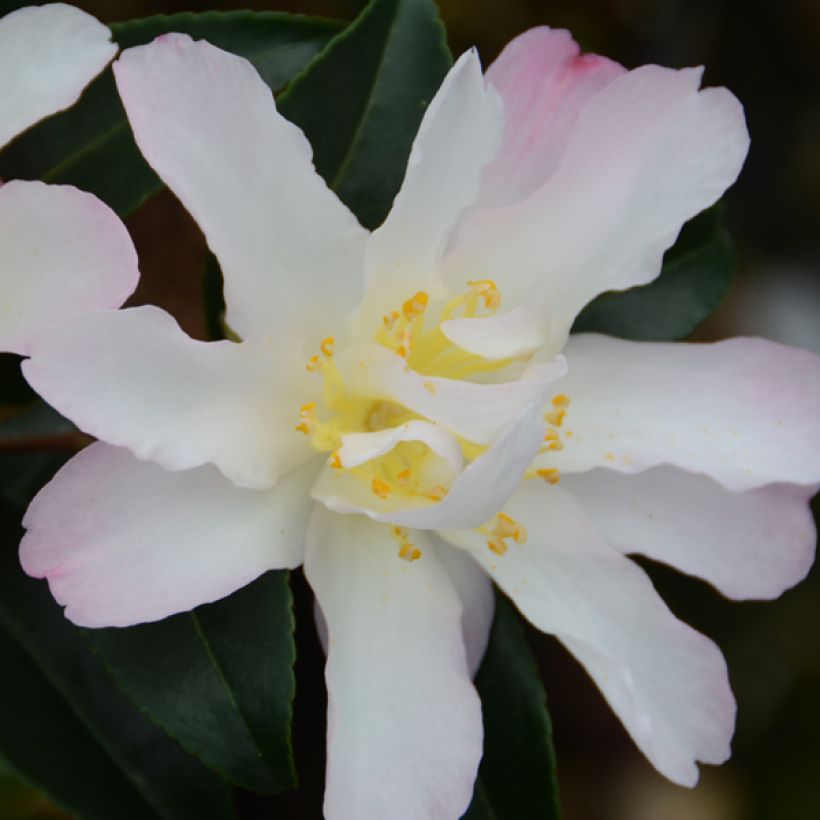 Camellia sasanqua Frosted Star (Fioritura)