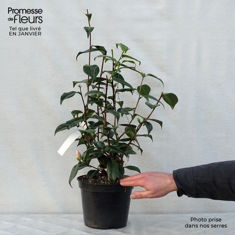 Camélia Hagoromo - Camellia japonica Pot de 4L/5L esemplare consegnato in inverno