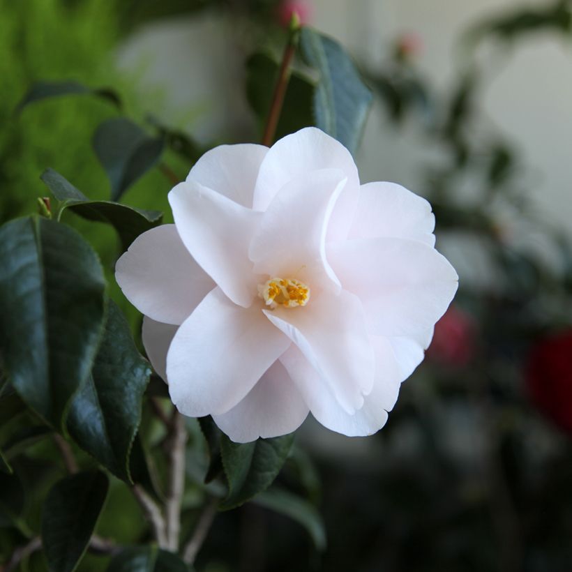 Camellia japonica Hagoromo (Fioritura)