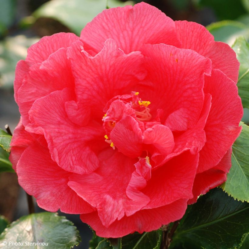 Camellia japonica Holly Bright (Fioritura)