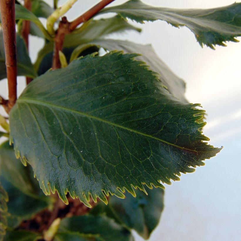 Camellia japonica Holly Bright (Fogliame)