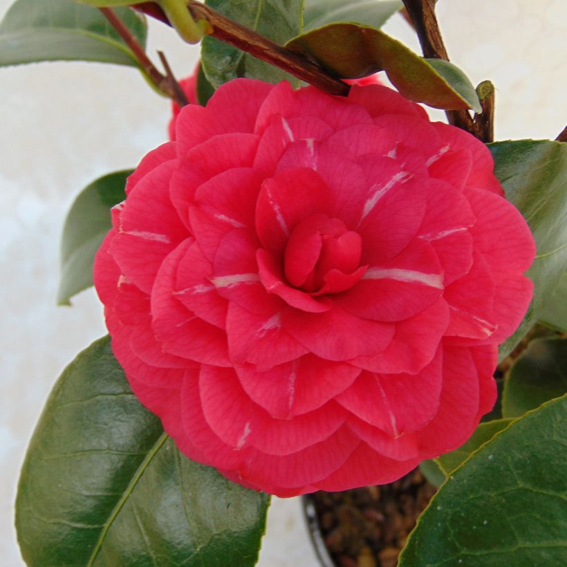 Camellia japonica Il Gioiello (Fioritura)