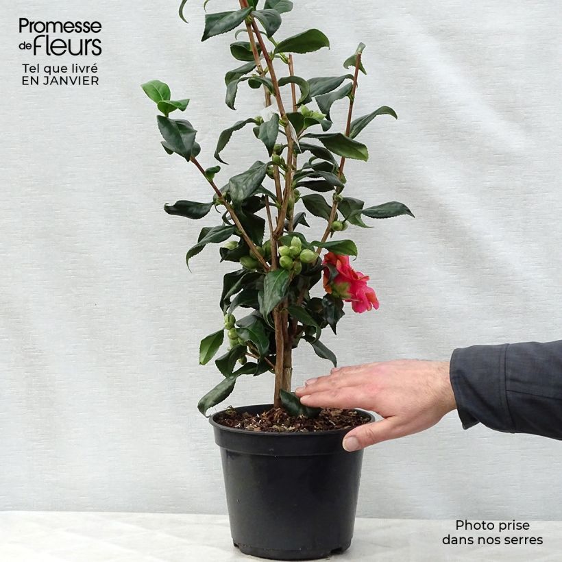 Camélia Lady Vansittart - Camellia japonica Pot de 4L/5L esemplare consegnato in inverno