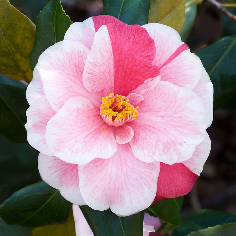 Camellia japonica Lady Vansittart (Fioritura)