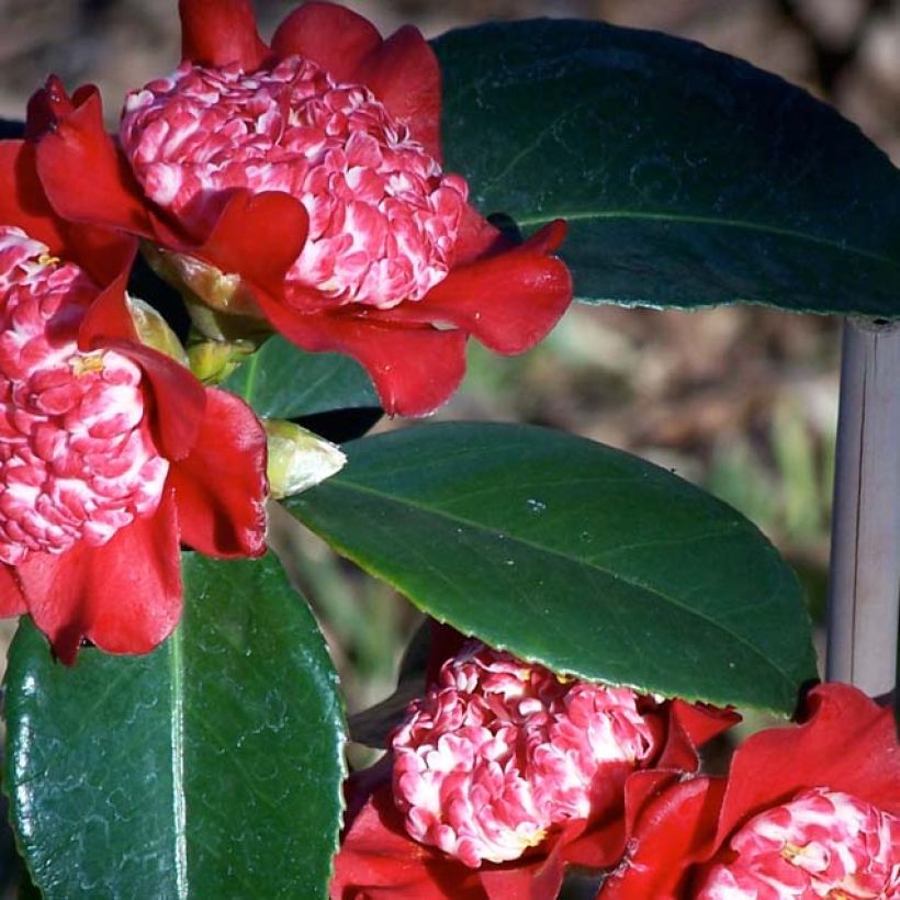 Camellia japonica Lipstick (Fogliame)