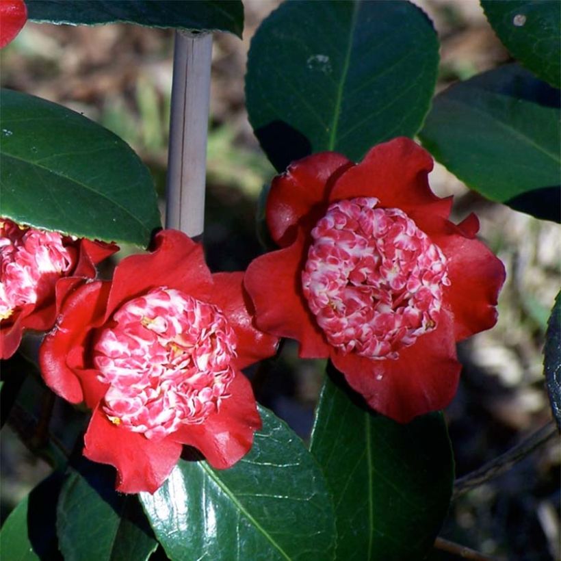 Camellia japonica Lipstick (Fioritura)