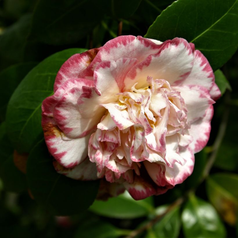 Camellia japonica Margaret Davis (Fioritura)