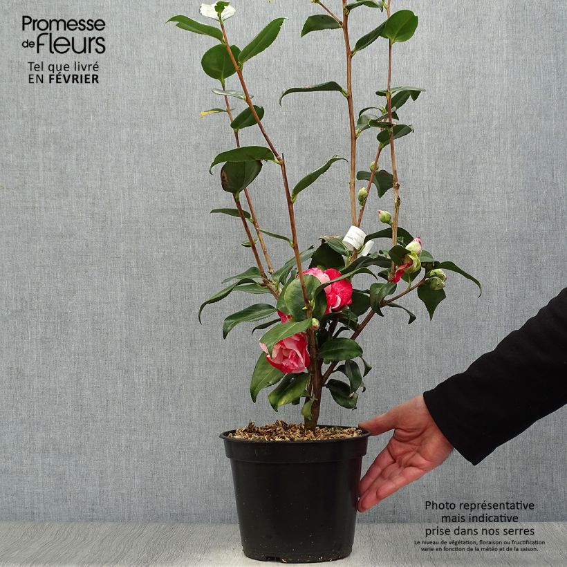 Camélia Midnight Variegated - Camellia japonica Pot de 4L/5L esemplare consegnato in inverno