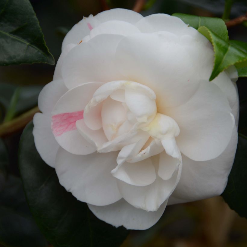 Camellia japonica Montironi (Fioritura)