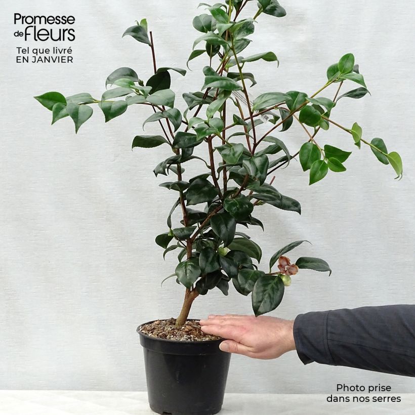 Camélia Montironi - Camellia japonica Pot de 4L/5L esemplare consegnato in inverno