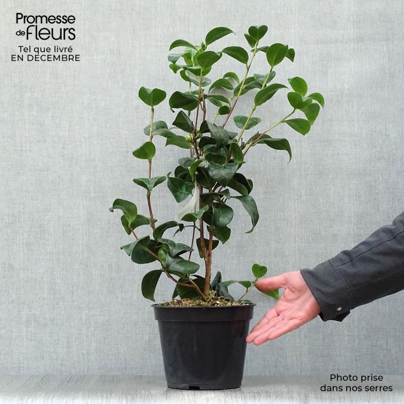 Camélia Nobilissima - Camellia japonica  Pot de 4L/5L esemplare consegnato in inverno