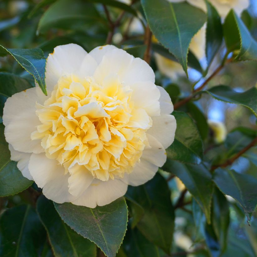 Camellia japonica Nobilissima (Fioritura)