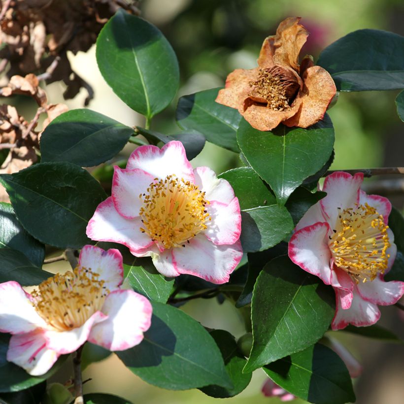 Camellia japonica de Higo Okan (Fioritura)