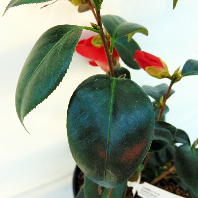 Camellia japonica Robert Lasson (Fogliame)