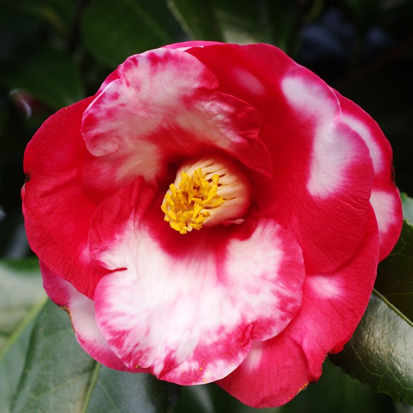 Camellia japonica Robert Lasson (Fioritura)