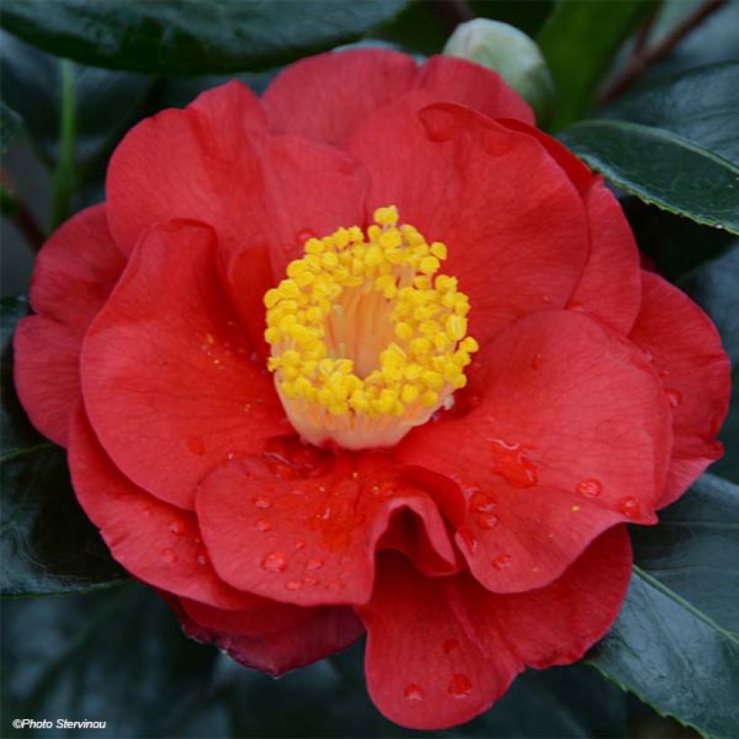 Camellia japonica San dimas (Fioritura)