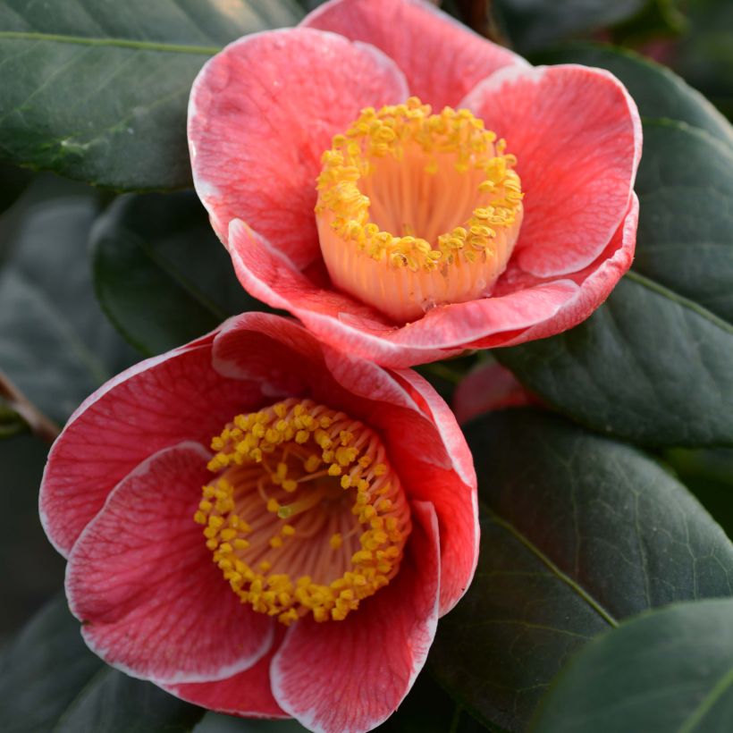 Camellia japonica Sanpei Tsubaki (Fioritura)