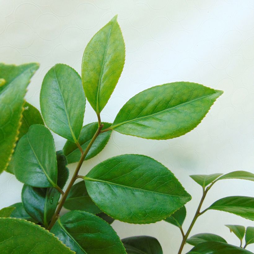 Camellia japonica Sanpei Tsubaki (Fogliame)