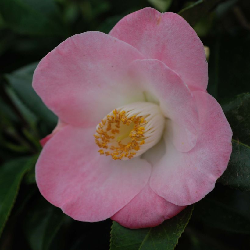 Camellia japonica Sunny Side (Fioritura)