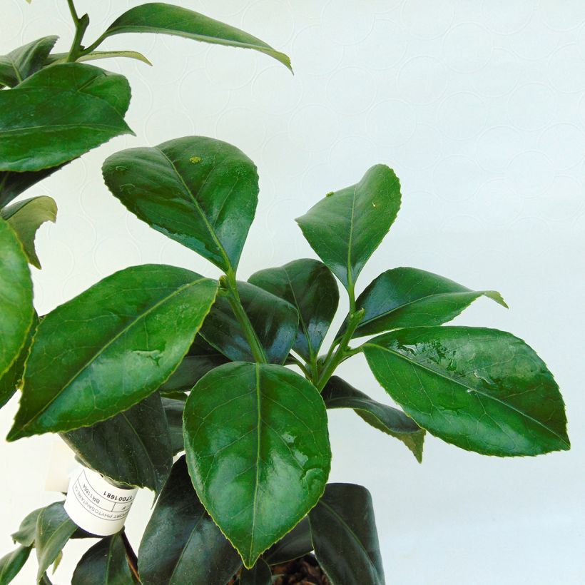 Camellia japonica Sweet Olive (Fogliame)