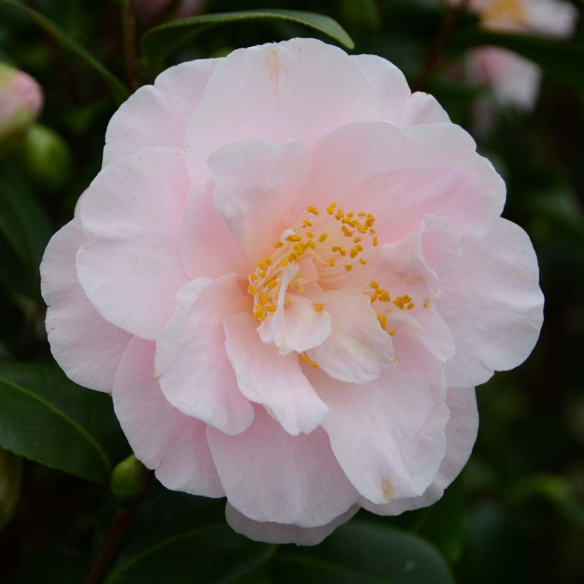 Camellia japonica Virginia Robinson (Fioritura)