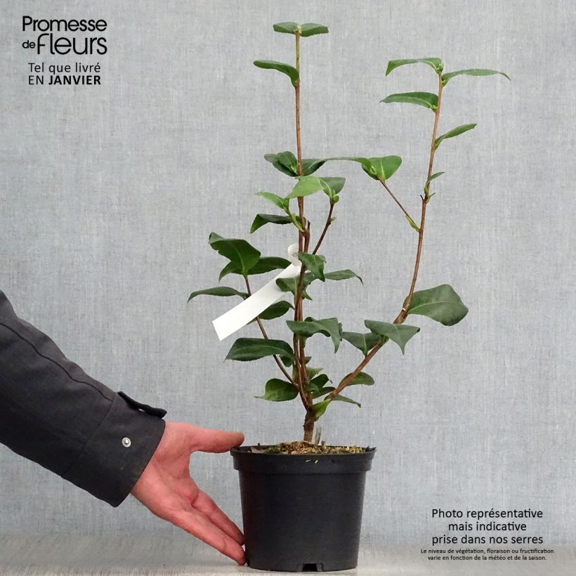 Camélia Virginia Robinson - Camellia japonica Pot de 2L/3L esemplare consegnato in inverno