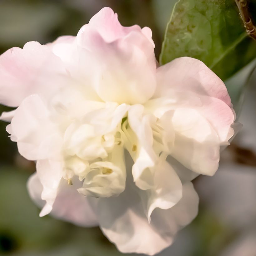 Camellia Cinnamon Cindy (Fioritura)