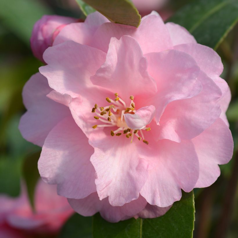 Camellia Spring Festival (Fioritura)