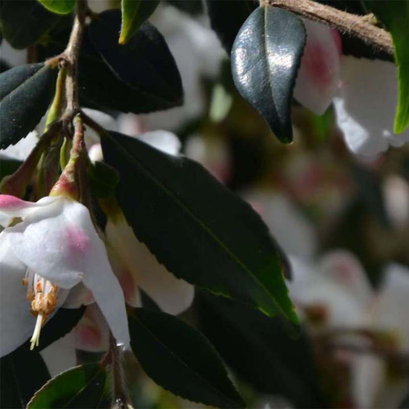 Camellia rosthoriana Cupido (Fogliame)