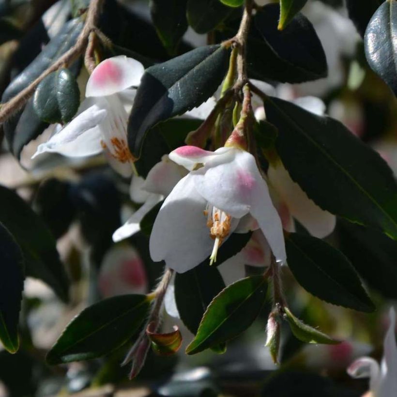 Camellia rosthoriana Cupido (Fioritura)