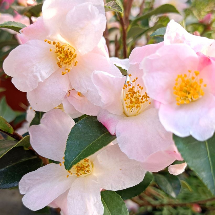 Camellia lutchuensis Fairy blush (Fioritura)