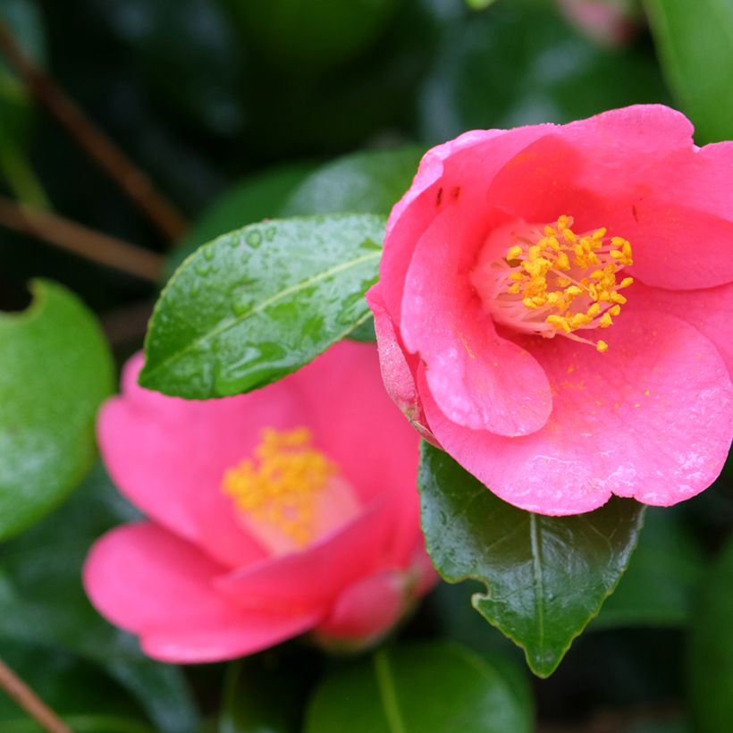 Camellia lutchuensis Koto No Kaori (Fioritura)