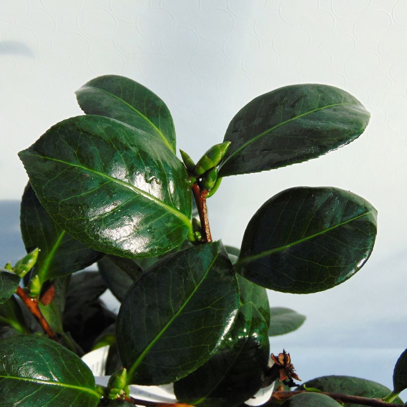 Camellia Dahlonega (Fogliame)