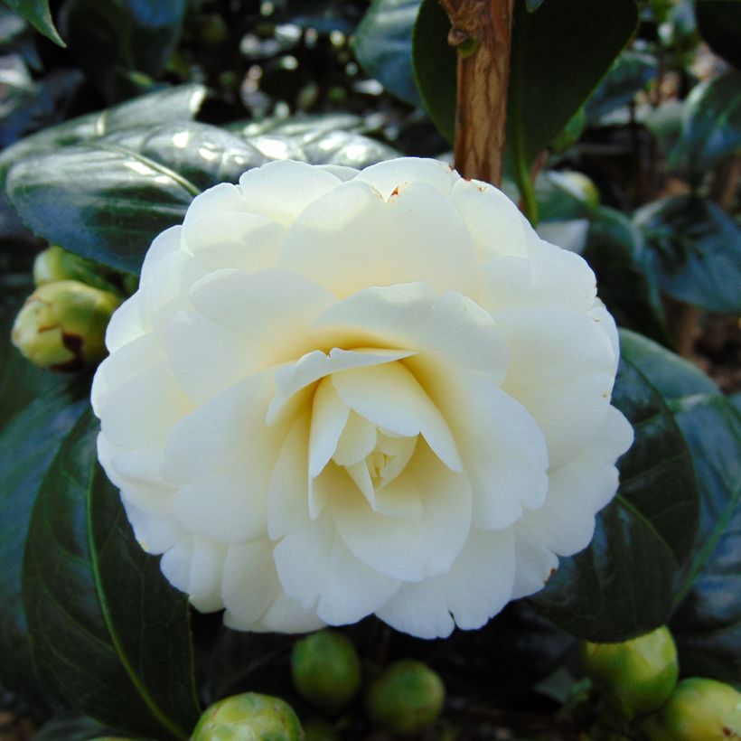 Camellia Dahlonega (Fioritura)